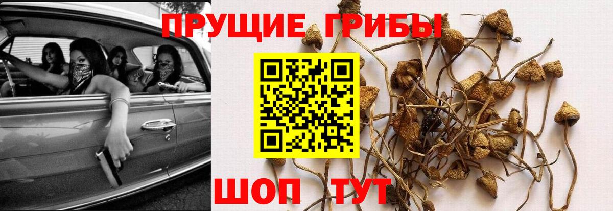 как найти закладки  Псилоцибиновые грибы Psilocybe  Вход с VPN  Карасук 